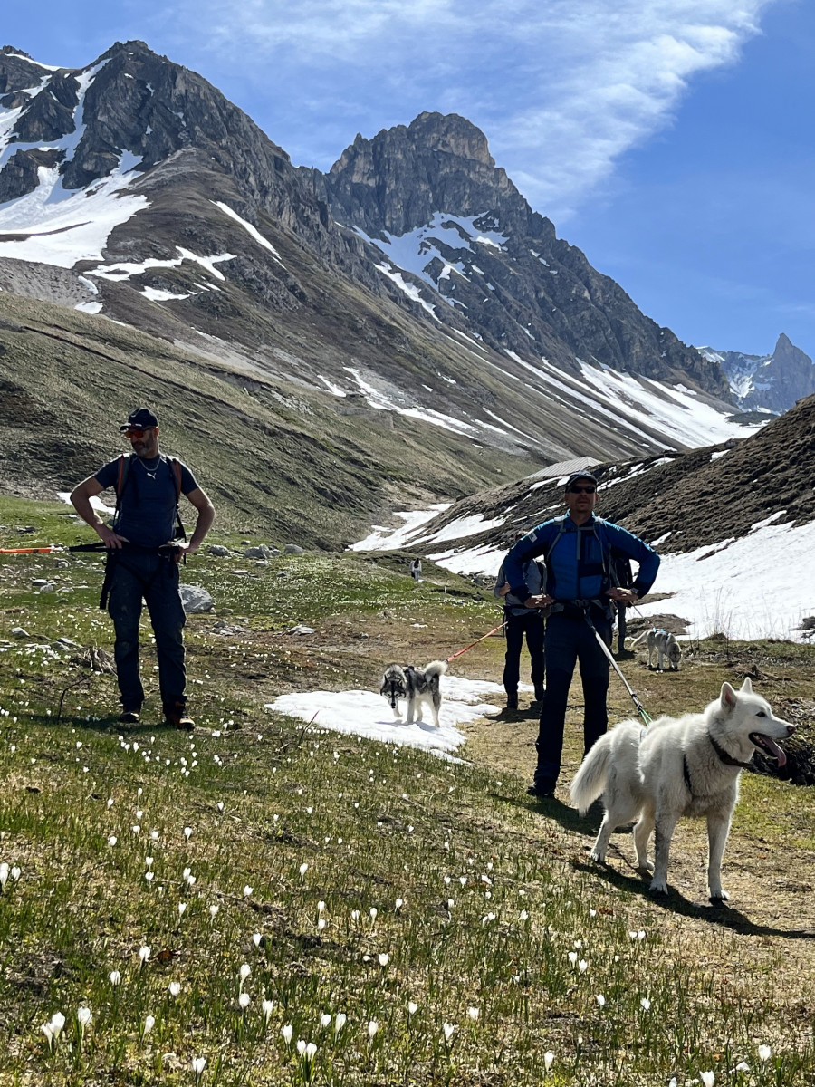 Balade avec les Huskies - VALLOIRE RESERVATIONS