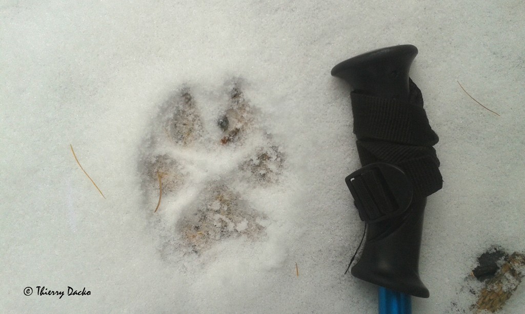 Snowshoeing valloire