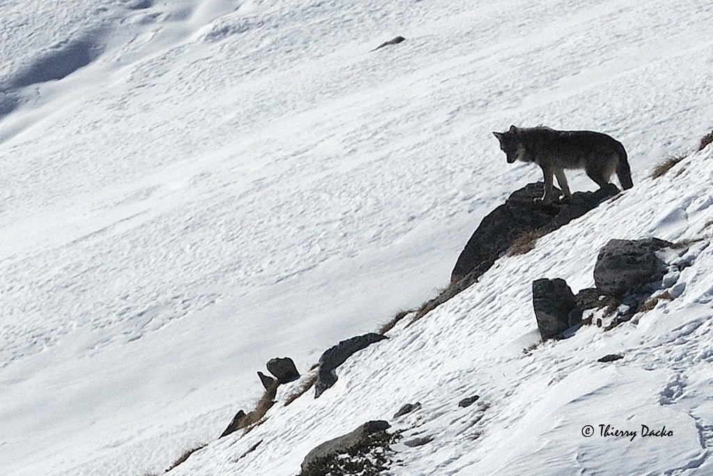 randonnée raquettes valloire