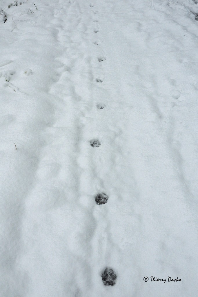 randonnée raquettes valloire