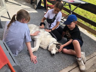 Séance Découverte du Husky à tarif préférentiel avec une location meublée - VALLOIRE RESERVATIONS