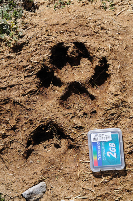 On the trail of wolves - Valloire Réservations