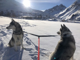 Walk with the Huskies at a preferential rate with an apartment or a chalet - VALLOIRE RESERVATIONS