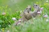 Découverte Faune sauvage - Valloire Réservations