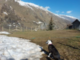 Dog Daycare at a Preferential price with a hotel - Valloire Réservations