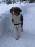 Dog Daycare at a Preferential price with an apartement or chalet - Valloire Réservations