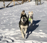 Séance Découverte du Husky à tarif préférentiel avec un hôtel - VALLOIRE RESERVATIONS