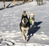 Discovery session of the Husky at a preferential rate with an apartment or a chalet - VALLOIRE RESERVATIONS