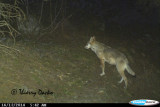 On the trail of wolves - Valloire Réservations