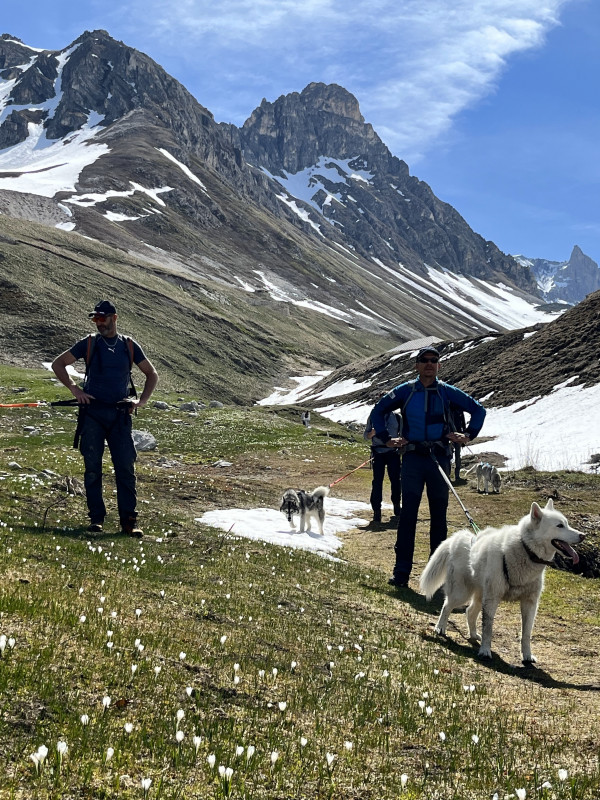 balade-avec-les-huskies-valloire-reservations-27979290-34413685 balade-avec-les-huskies-valloire-reservations-27979290-34413685