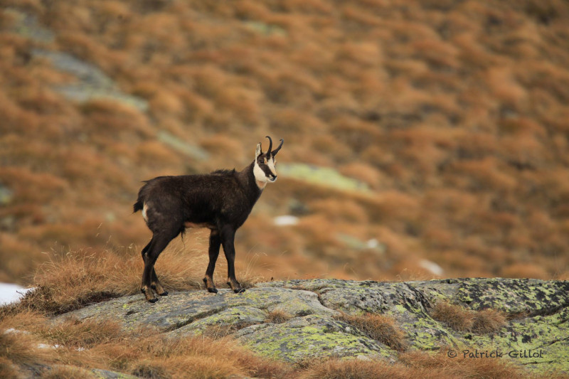 chamois-bureau-des-guides-de-valloire-30124134