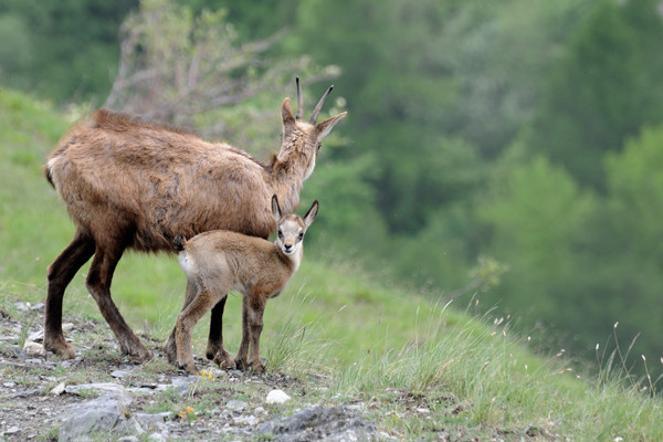 Découverte Faune sauvage - Valloire Réservations