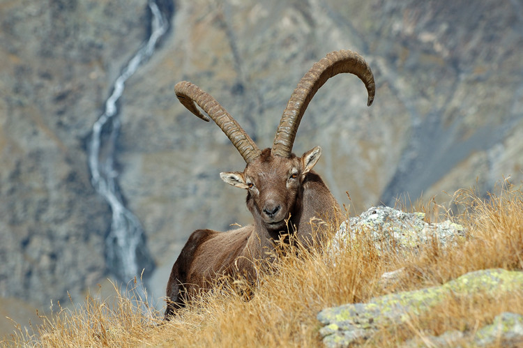 Discovery Wildlife - Valloire Réservations - © Thierry Dacko  Discovery Wildlife - Valloire Réservations
