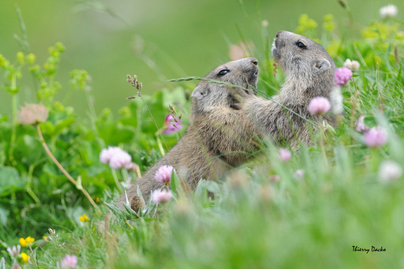 Discovery Wildlife - Valloire Réservations