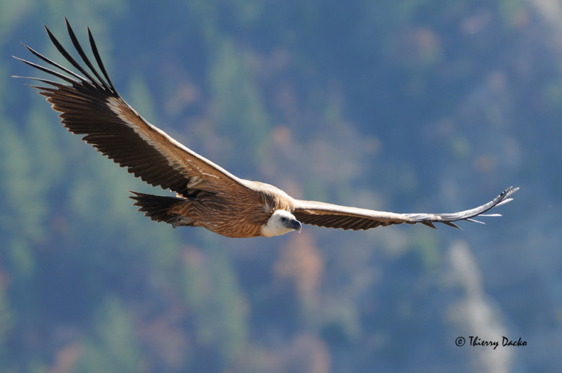 Découverte Faune sauvage - Valloire Réservations