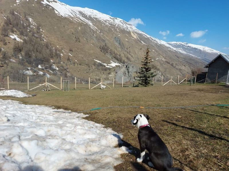 Dog Daycare at a Preferential price with an apartement or chalet - Valloire Réservations