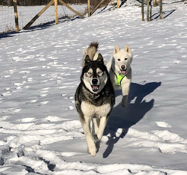 Séance Découverte du Husky à tarif préférentiel avec une location meublée - VALLOIRE RESERVATIONS